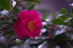 山茶花＿９