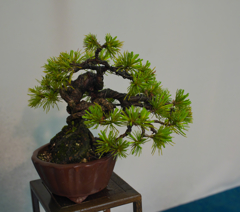 小品・松柏盆栽展１