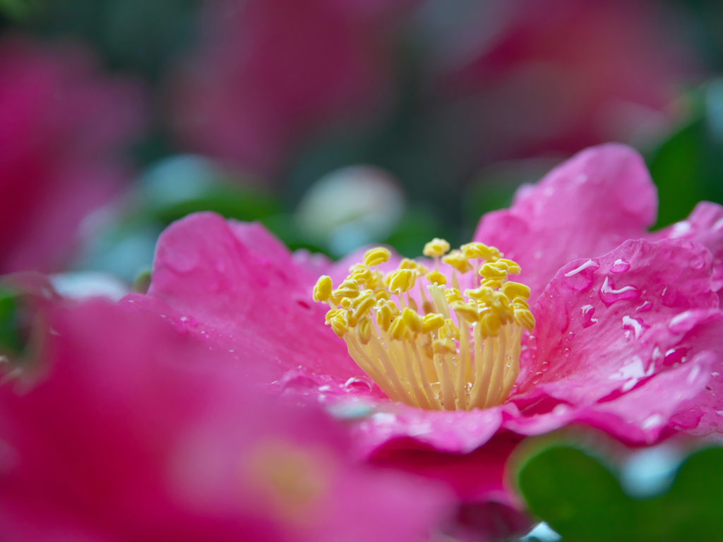 山茶花＿３０＿１７