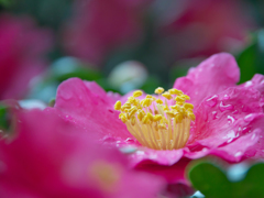 山茶花＿３０＿１７