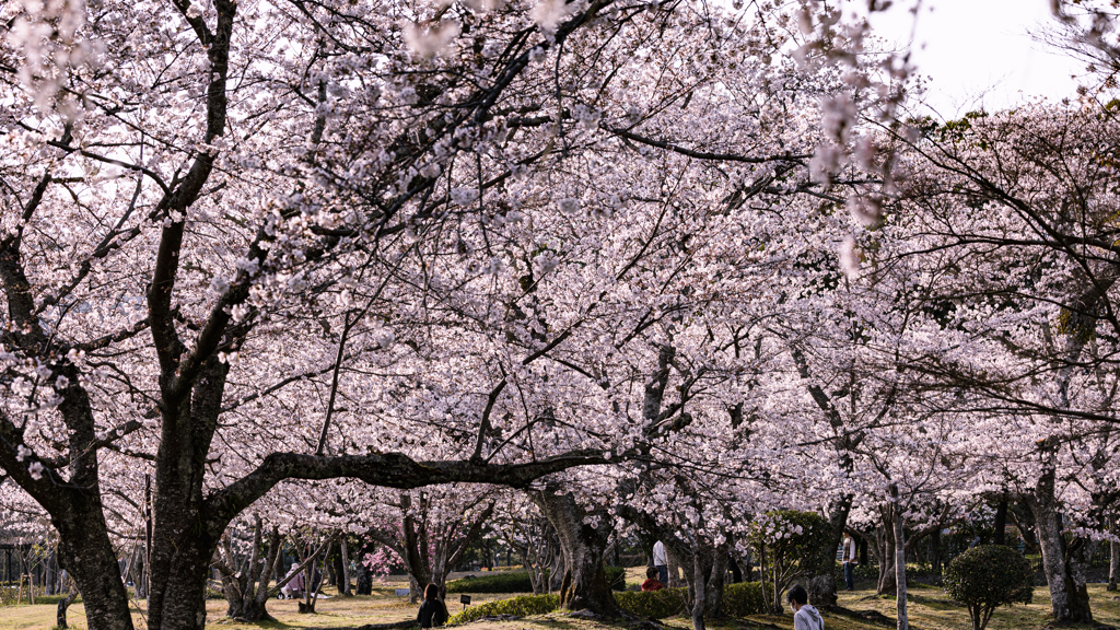 桜・維新公園１７