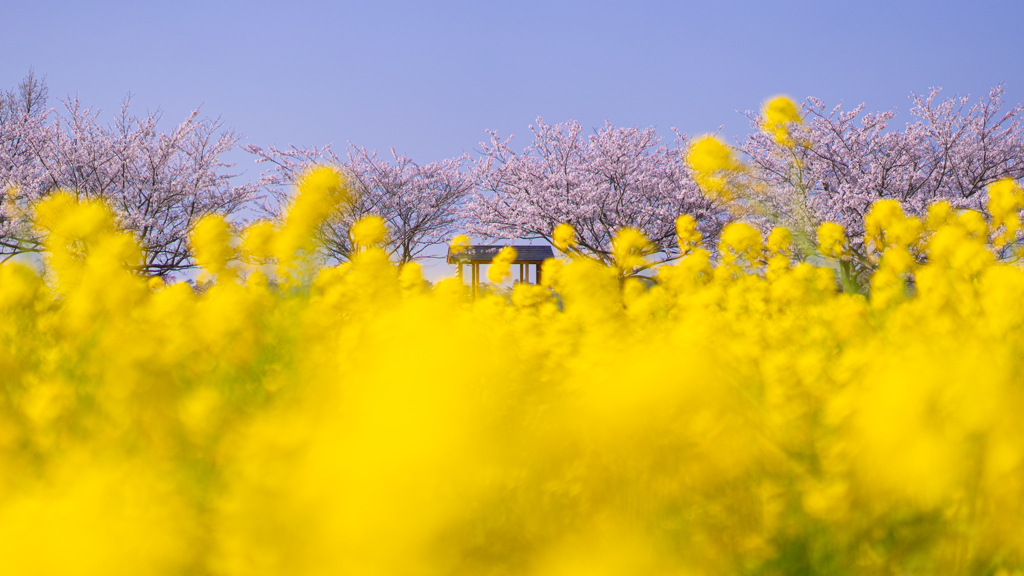 ときわ公園の桜＿１４