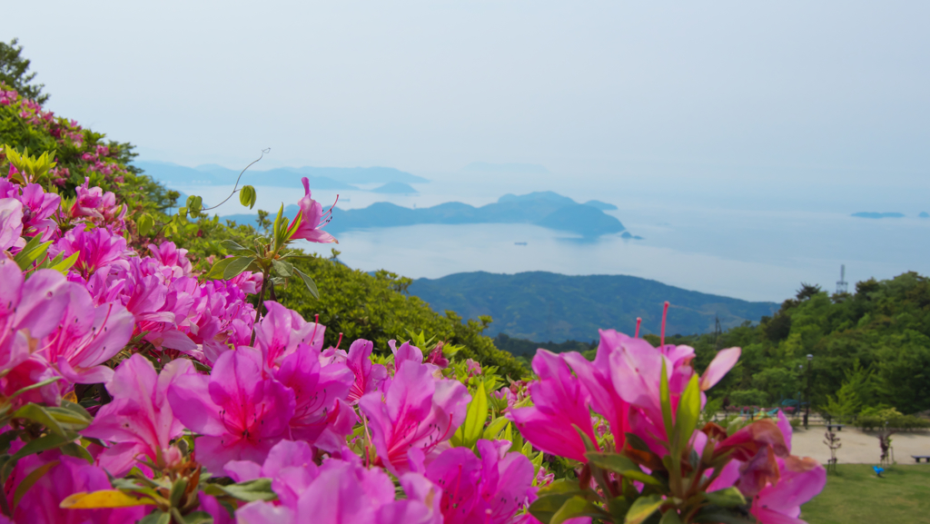 大平山 山頂公園のツツジ＿１９・１４