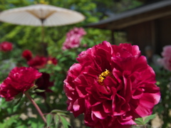 花　　王（かおう　）