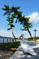 魚眼の眼・ときわ公園２