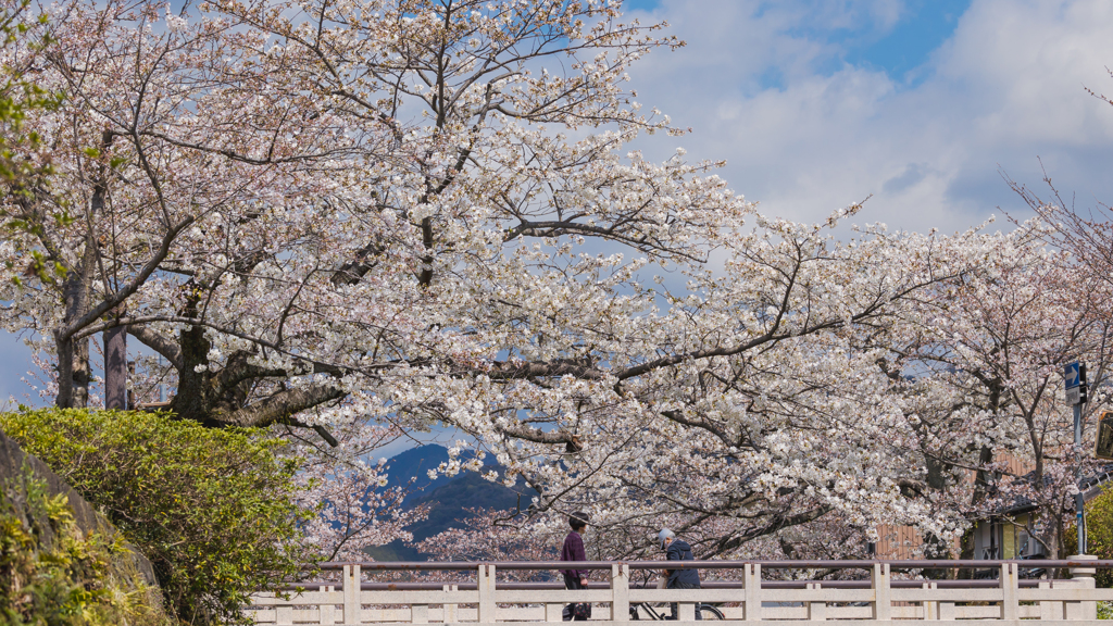 一ノ坂川の桜・１２