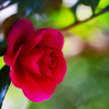 山茶花・２