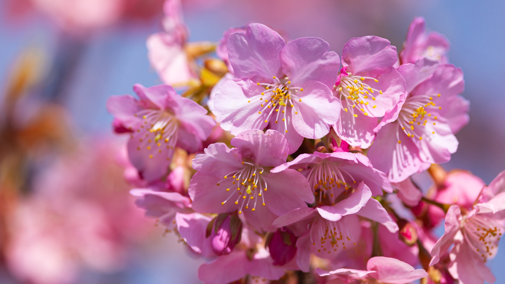 河津桜＿２３