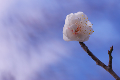 梅　花＿１４