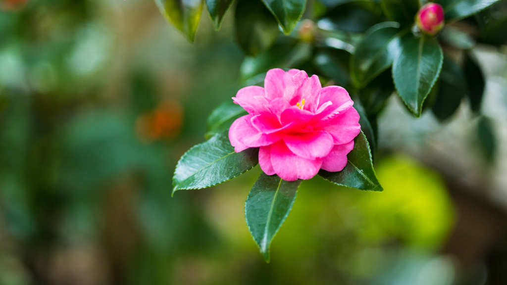 山茶花＿４