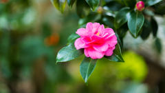 山茶花＿４
