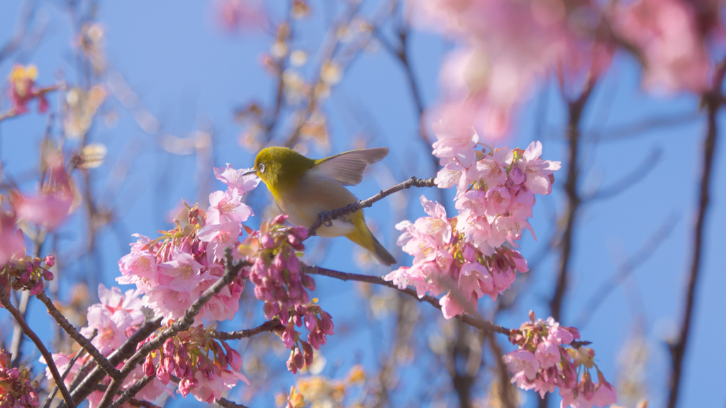 河津桜＿３０