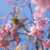 河津桜＿３０