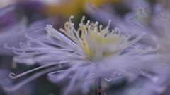 菊花・４