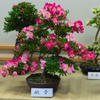 皐月盆栽＿３６