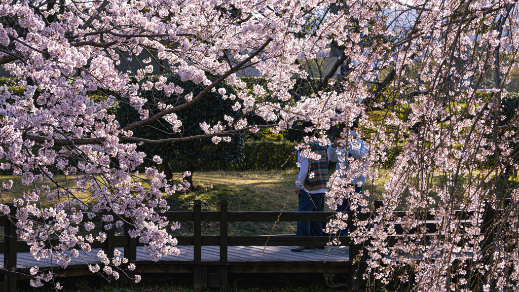 桜・維新公園１８