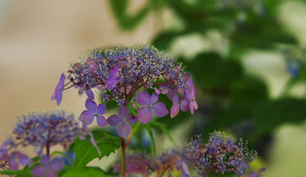 山アジサイ展・１＿５