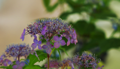 山アジサイ展・１＿５