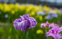 花菖蒲・２＿４