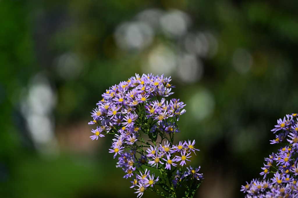 NIKON Z7 試写・１