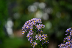 NIKON Z7 試写・１