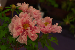 冬牡丹・花御陵