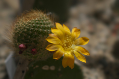 サボテンの花・３１＿５