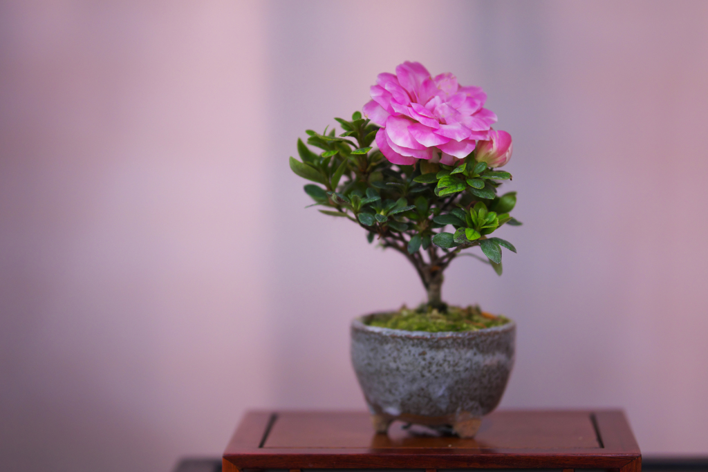さつき盆栽展・１＿１