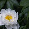 芍　薬・４