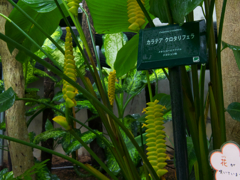 カラテア　クロタリフェラ