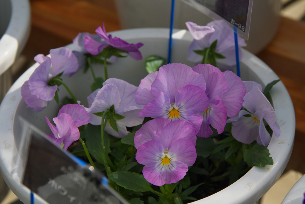 キティ大３２７