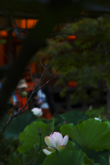 夜明けの孫文蓮・７