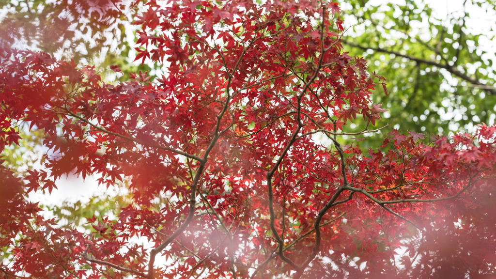毛利氏庭園・秋彩＿５