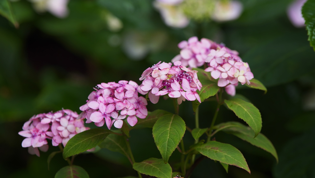 紫陽花３０＿２８