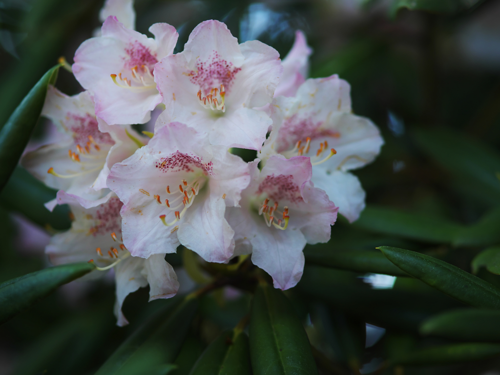 石楠花・２２