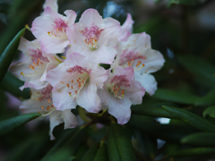 石楠花・２２