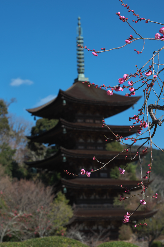 梅花と五重塔＿３