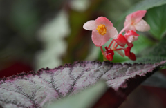 レックスベゴニア　ウミナリ