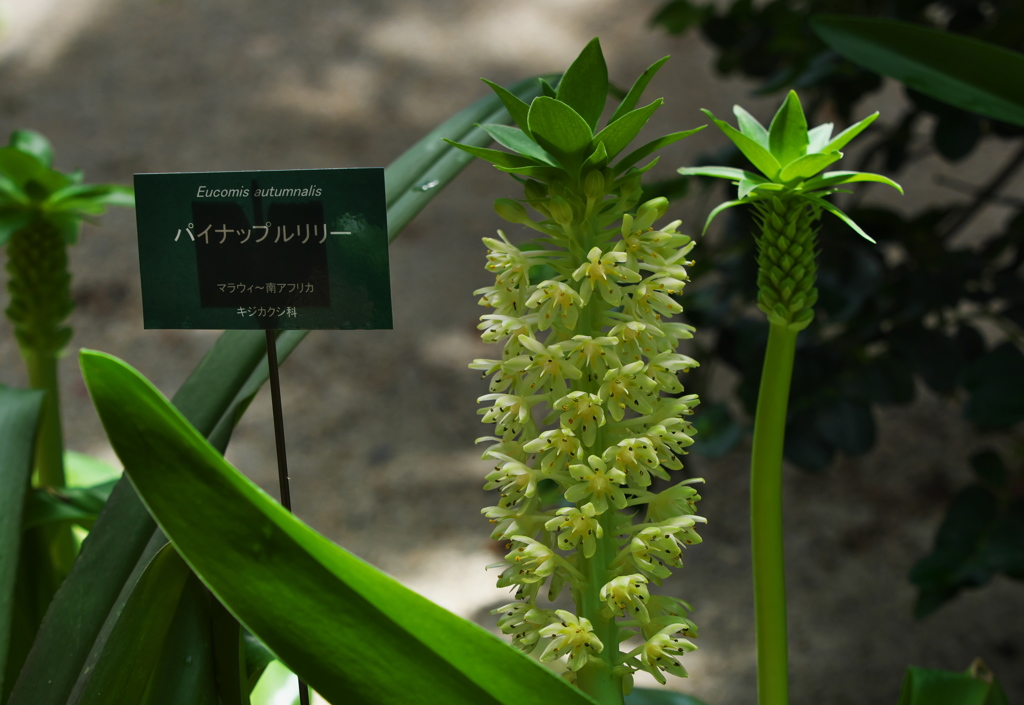 パイナップル　リリー
