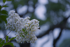 百日紅・２２