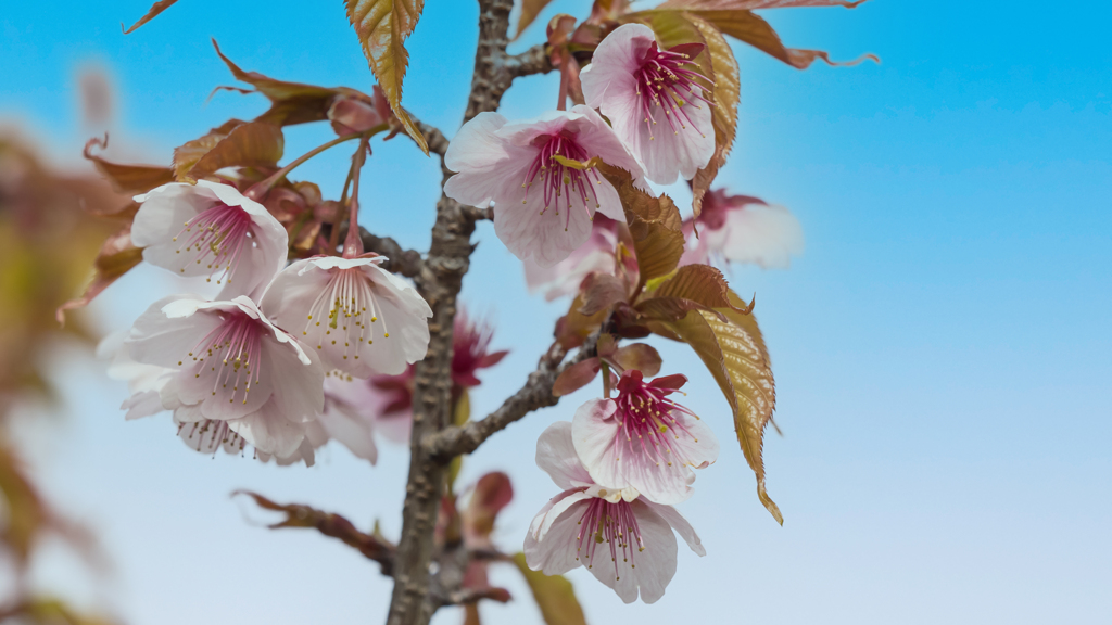 薄　寒　桜・２