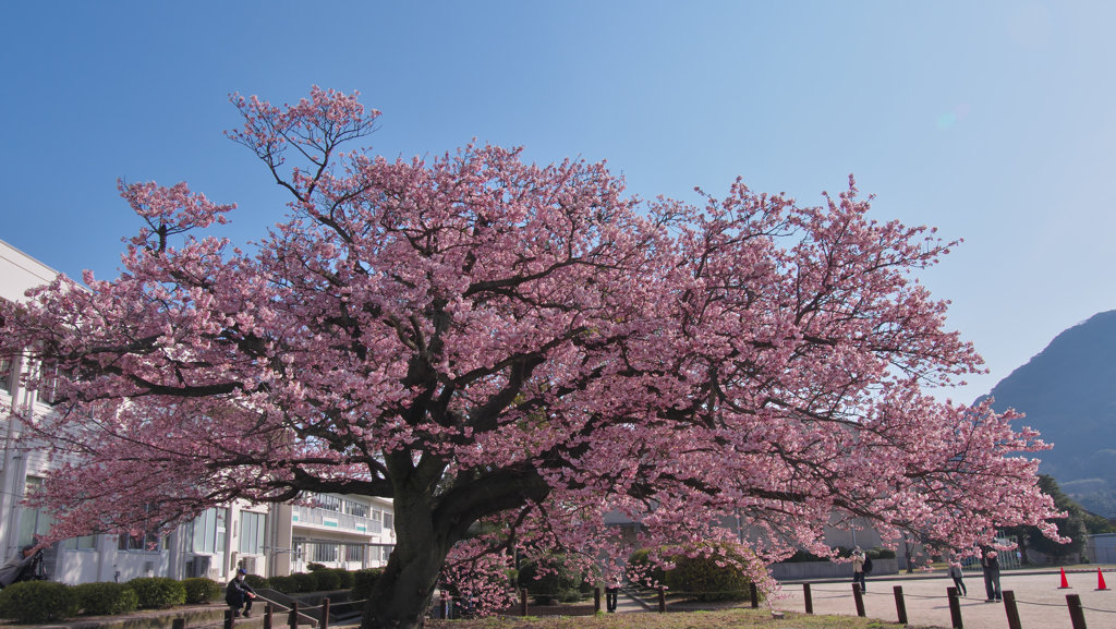 寒桜・６