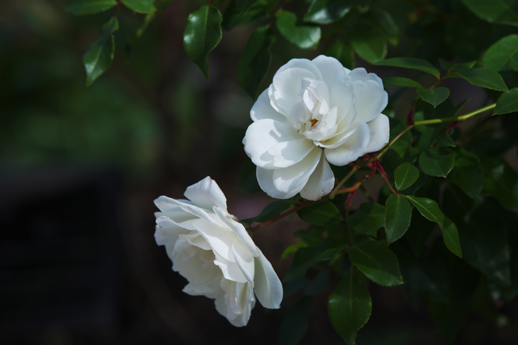 薔薇・３０＿６