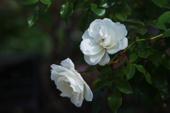 薔薇・３０＿６