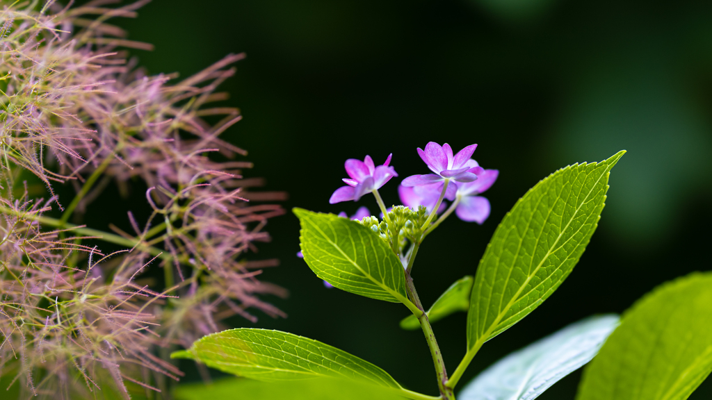 紫陽花＿１７