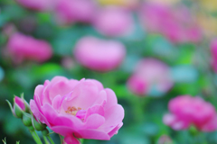 春薔薇・２３