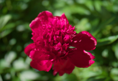 芍薬＿１８