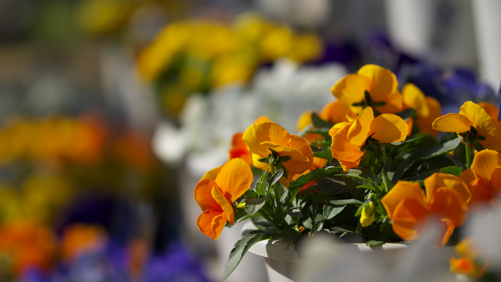 パンジー ・１９＿１７