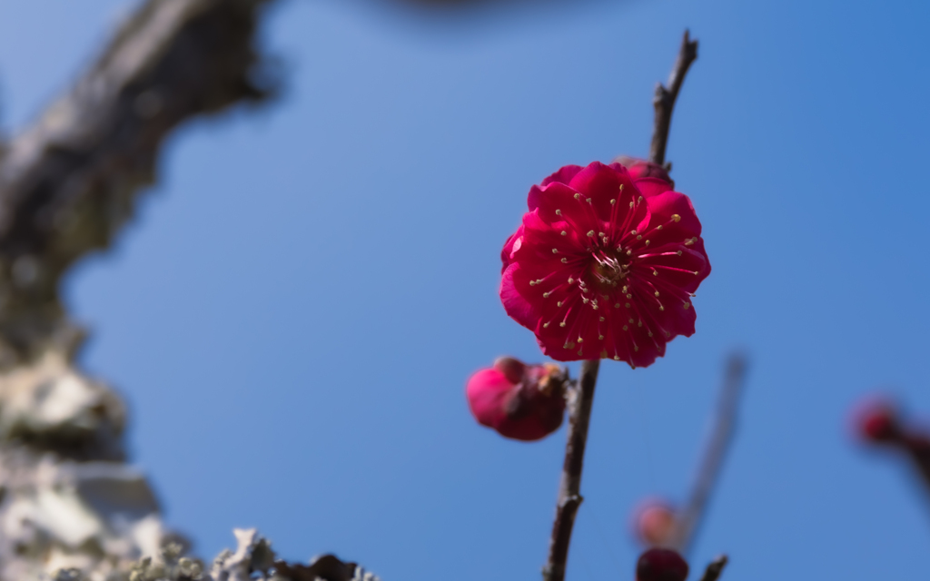 梅　花＿６