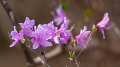 NIKON D700_花 習作・３